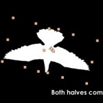 Animating Birds with After Effects