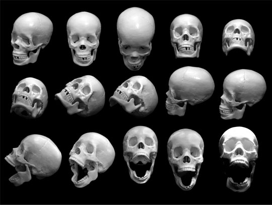 free skulls preview