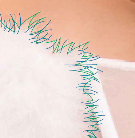 drawing Vector fur