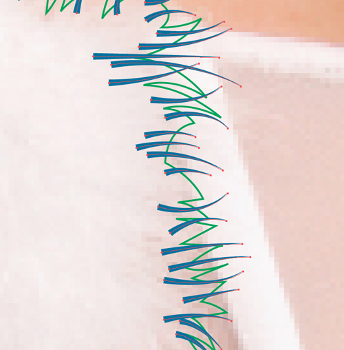 drawing Vector fur